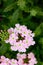 TheÂ common garden verbenaÂ (Glandularia Ã— hybrida, formerlyÂ VerbenaÂ hybrida) is a square-stemmed creeping plant.